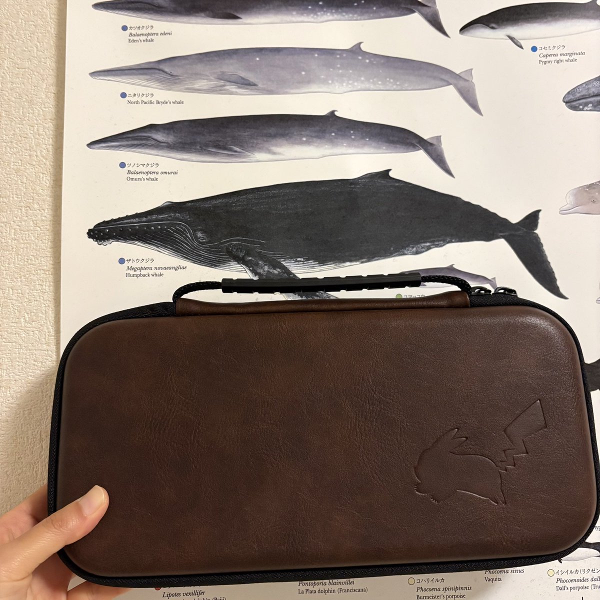 ぱぴこページ ぱぴこ (@pppppppapico) / Posts / X