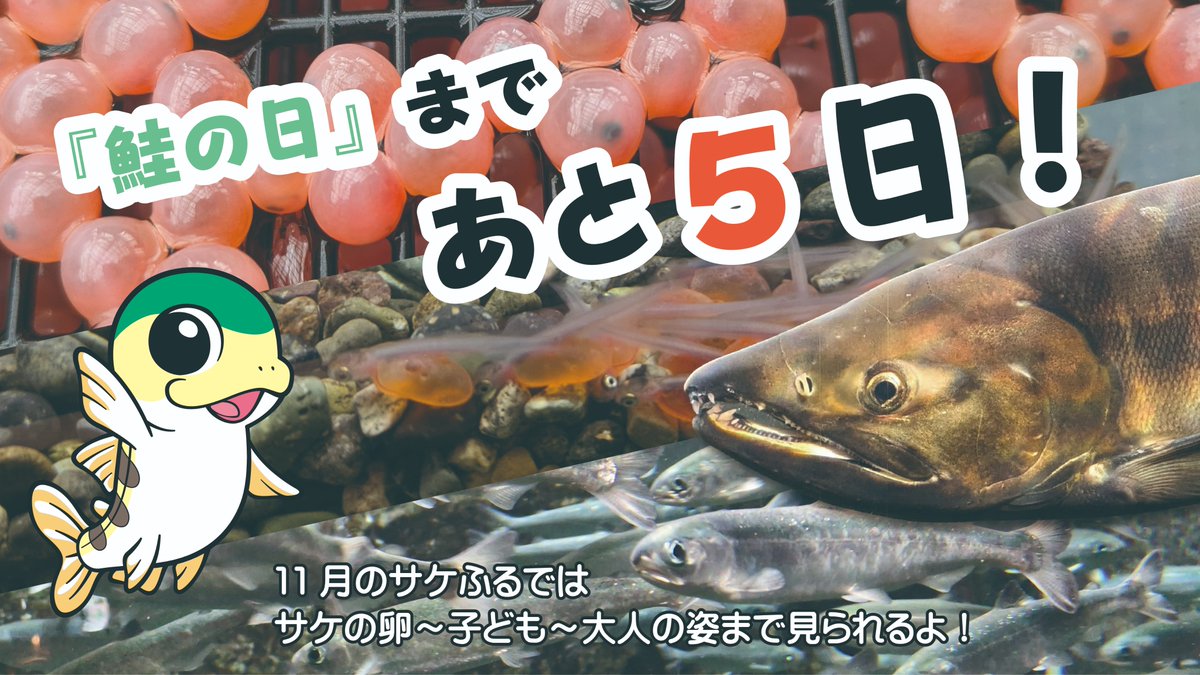 サケのふるさと千歳水族館（旧称：チトセアメ） on X