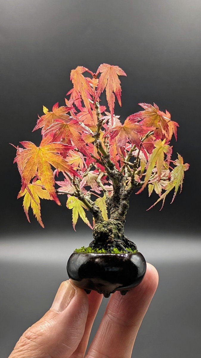 ヤマモミジと善福寺鉢。 🌿お知らせ🌿 明日11月7日（金）、日本テレビ