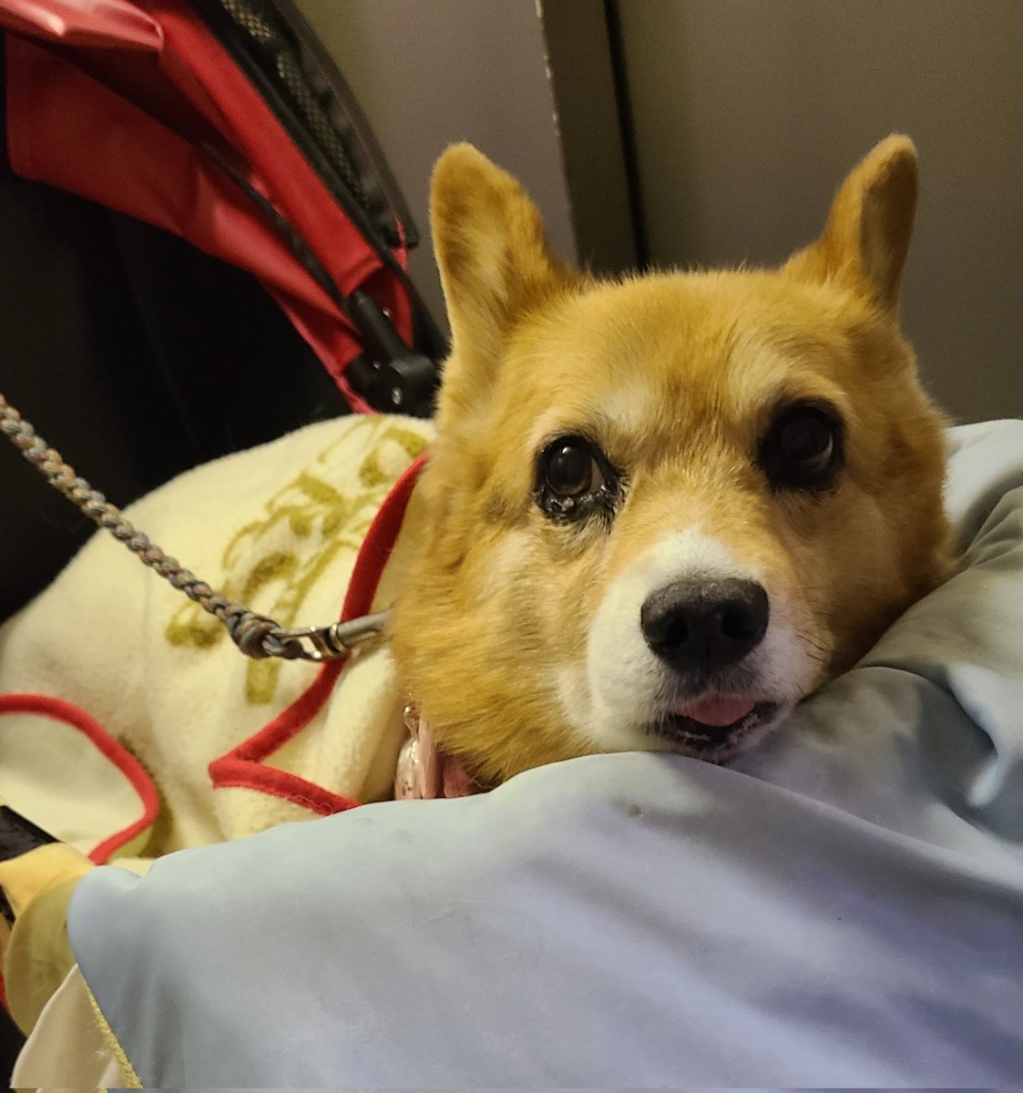 くまころ様 ご確認用♡ ころまるさん ぬいぐるみ こぐま クマ ピージー