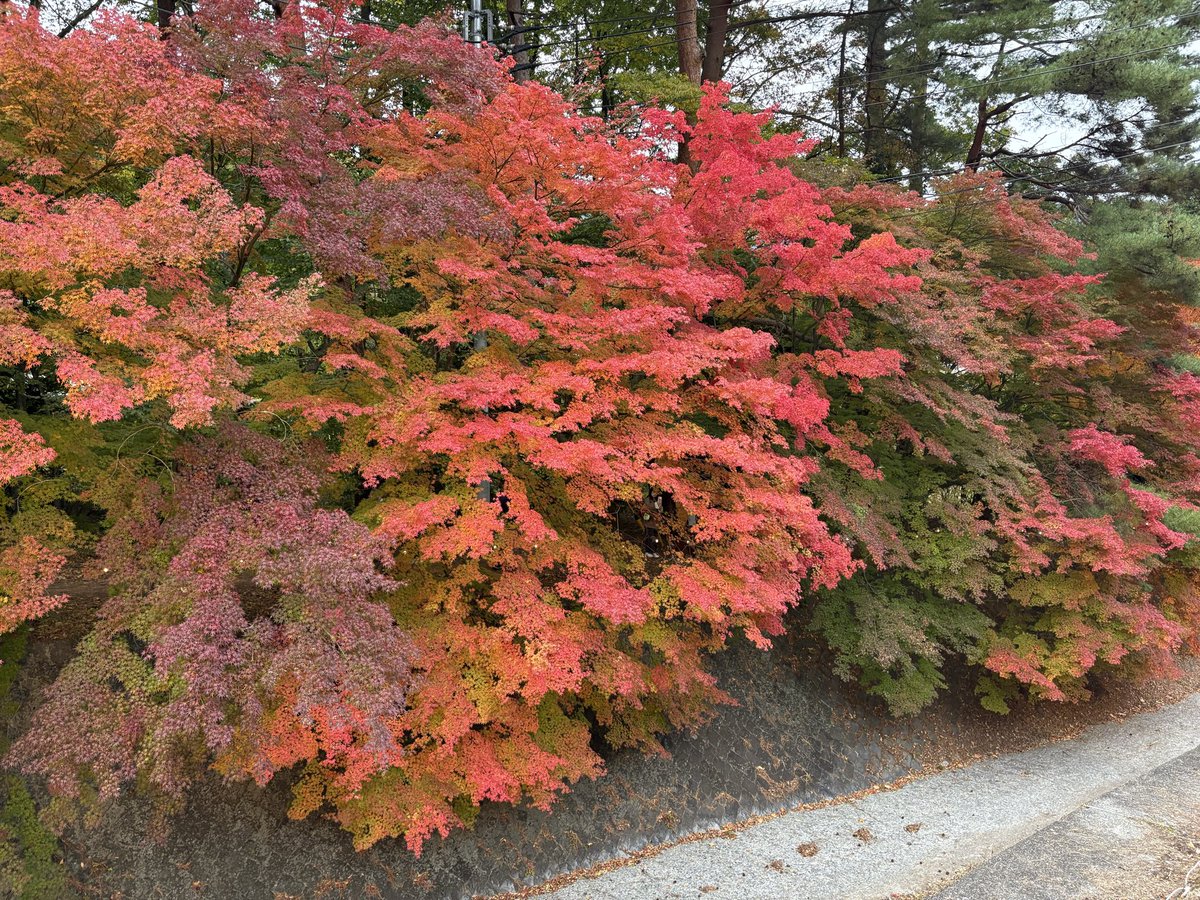 磯村アコ tweet media