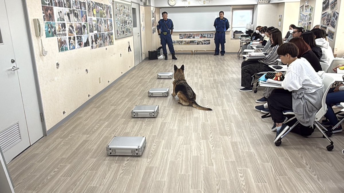 tbcpet's tweet photo. 🐶ドッグトレーナー&amp;アニマルケア学科1年生🥏
先日、埼玉県警の方が来校し、警察犬のデモンストレーションを見せていただきました！
学生達は講義ではメモを取りながら真剣に聞き、質問をたくさんして様々なことを聞きました✨✨

#tbcpet 
#国際ペット総合専門学校 https://t.co/Twe71R8Utr