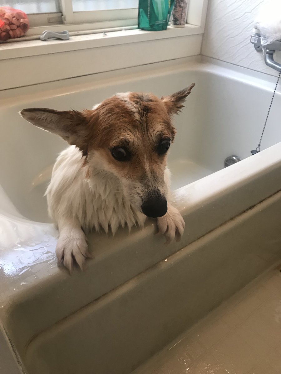 はざまん🥀 (@im_hzmn) / Posts / X はざまん🥀 (@im_hzmn) / Posts / X