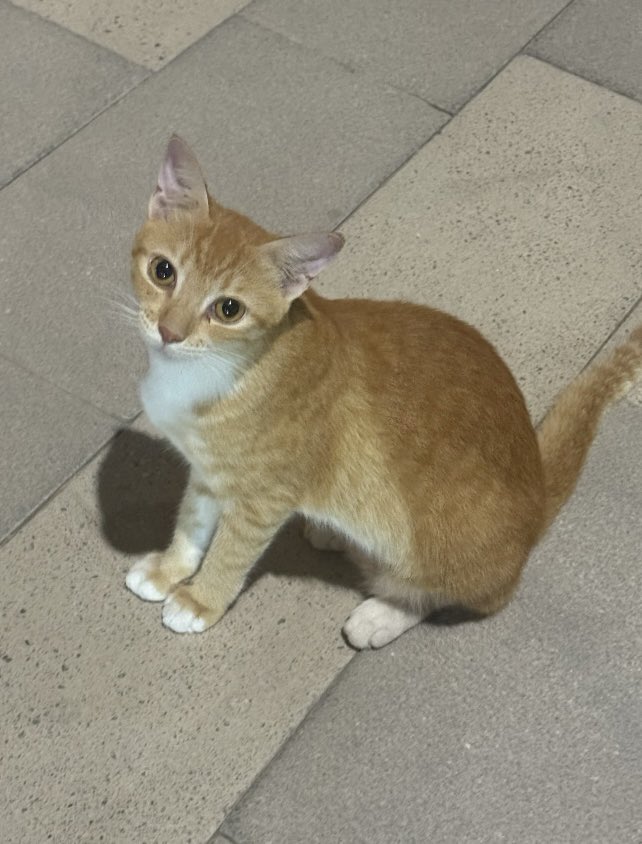 Ayana Niwa tweet media