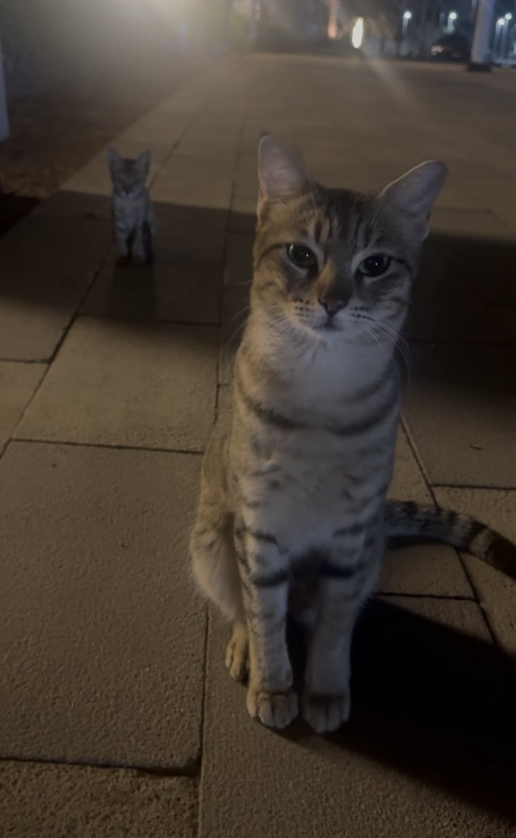 Ayana Niwa tweet media