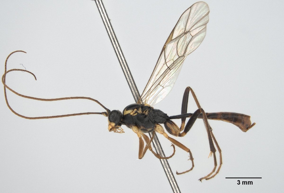 Six new species are described in the parasitic wasp genus Alexeter. Find out more about them here: doi.org/10.3897/zookey…

<a href="/chp_shampooh/">Hsuan-Pu Chen</a> <a href="/NTU_TW/">NTU Taiwan</a> #wasps #phylogeny #taxonomy