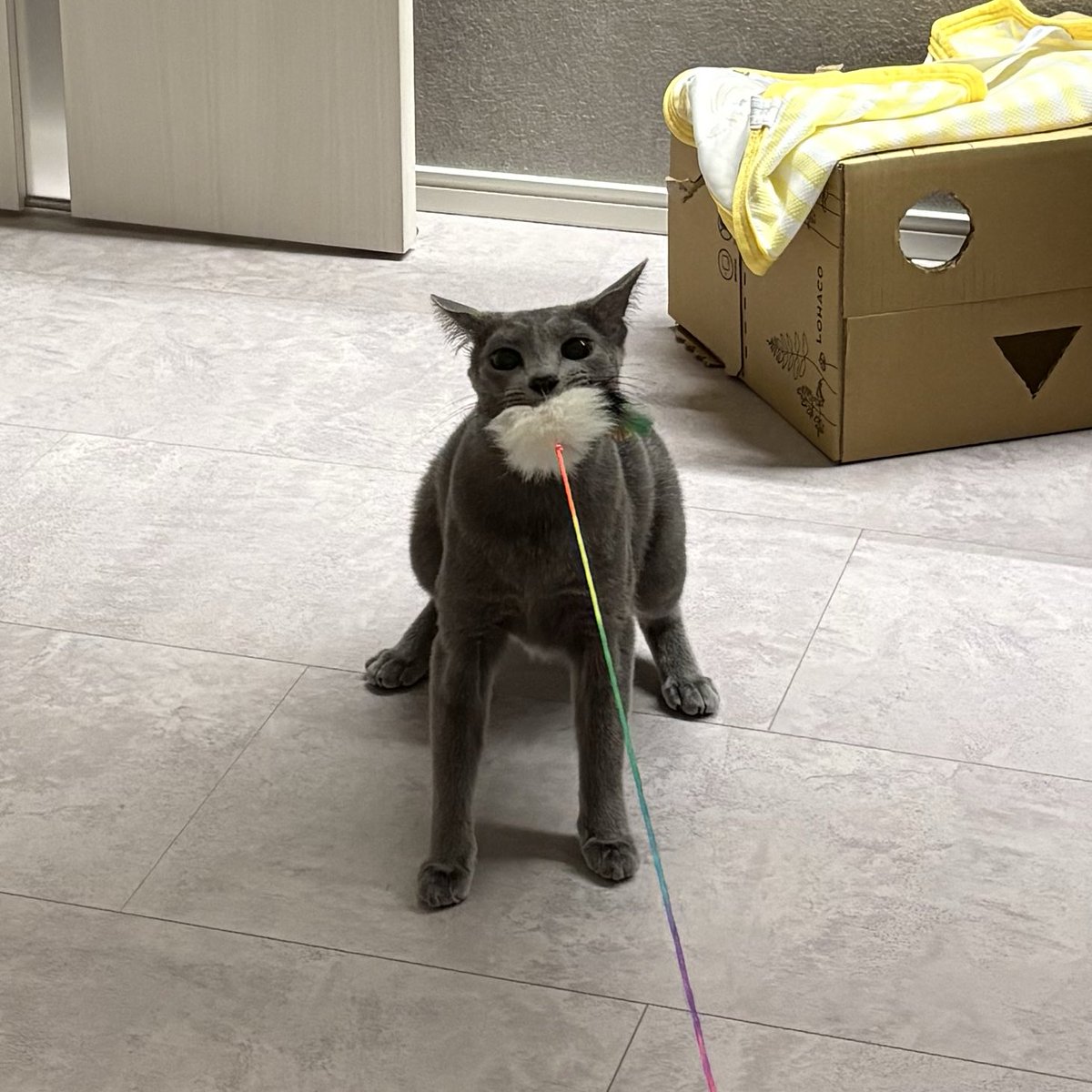 ロシアンブルーのシアン🐈‍⬛ (@kana_cosme123) / Posts / X