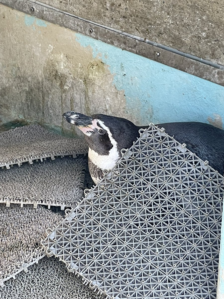 だるまぺんぎん 高崎だるま組合のお店 茂田だるま / Takasaki Daruma Shigeta