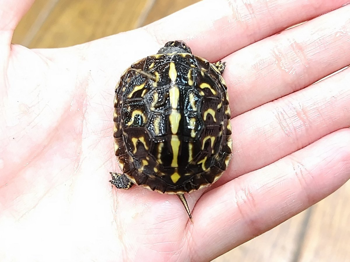 ✨入荷✨

・スッポンモドキ
ウミガメのような姿にウルウルのおめめが可愛いです( இωஇ )

・フロリダハコガメ[国内CB]
多甲板と完品がいます(「･ω･)

電話、メールでのお問い合わせお待ちしてます❗️
よろしくお願いします☀️