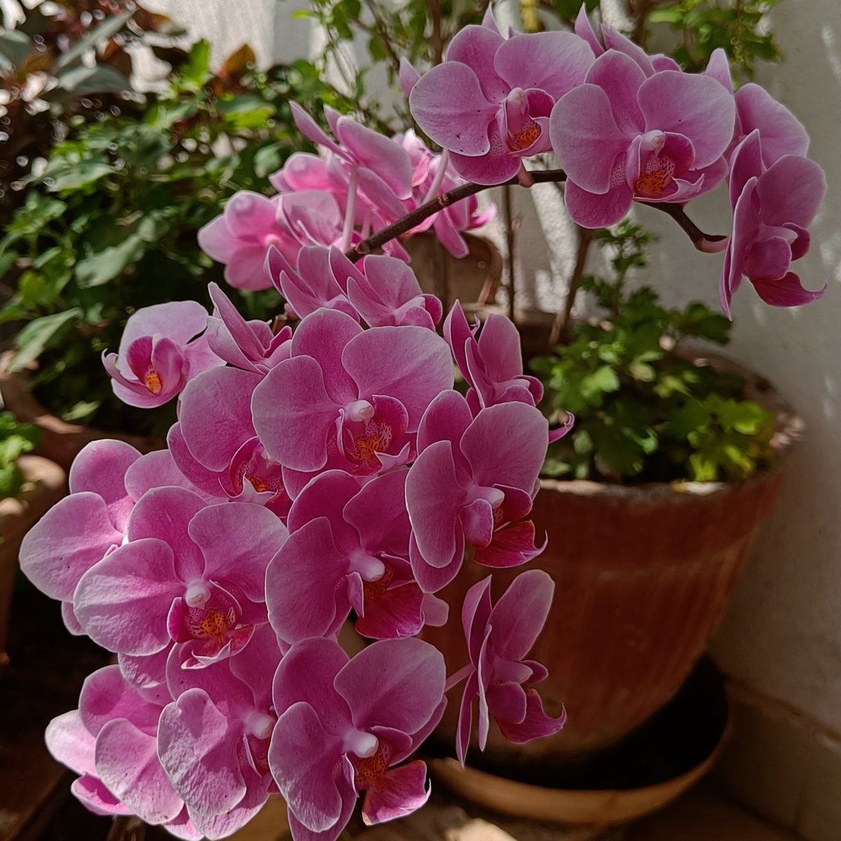 crazyDravidian's tweet image. #orchid  the beauty 😍 #Flowers 
#balcony 
#Garden
