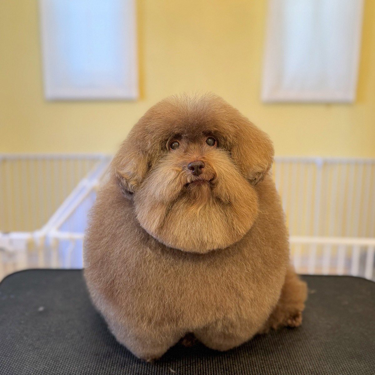 __mohu_c's tweet image. 散髪した