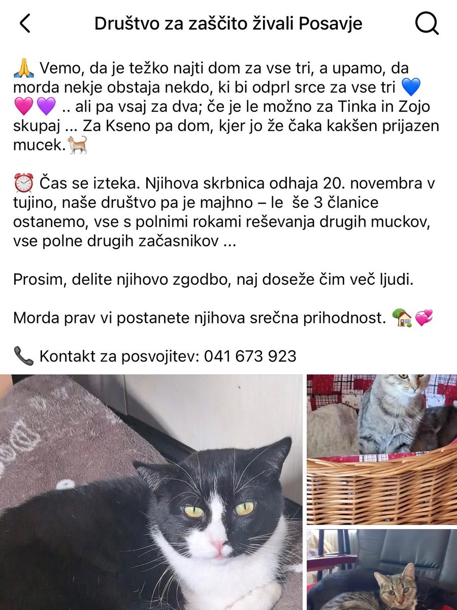 Dobri ljudje, prosim, če delite! 3  mačja ❤️ NUJNO iščejo dom, saj se njihova začasna skrbnica ŽE 20. NOVEMBRA SELI V TUJINO! Več na FB strani DZZŽ Posavje!! RT PROSIM! 🙏🏻🙏🏻