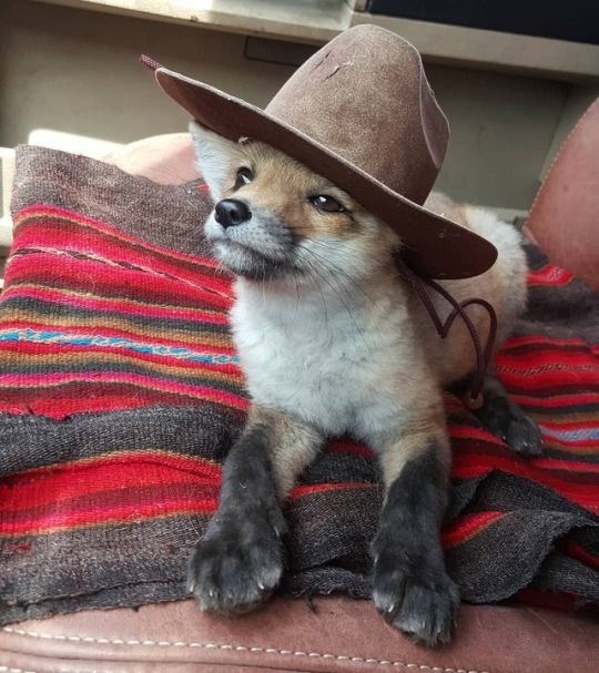 Little fox, big cowboy energy