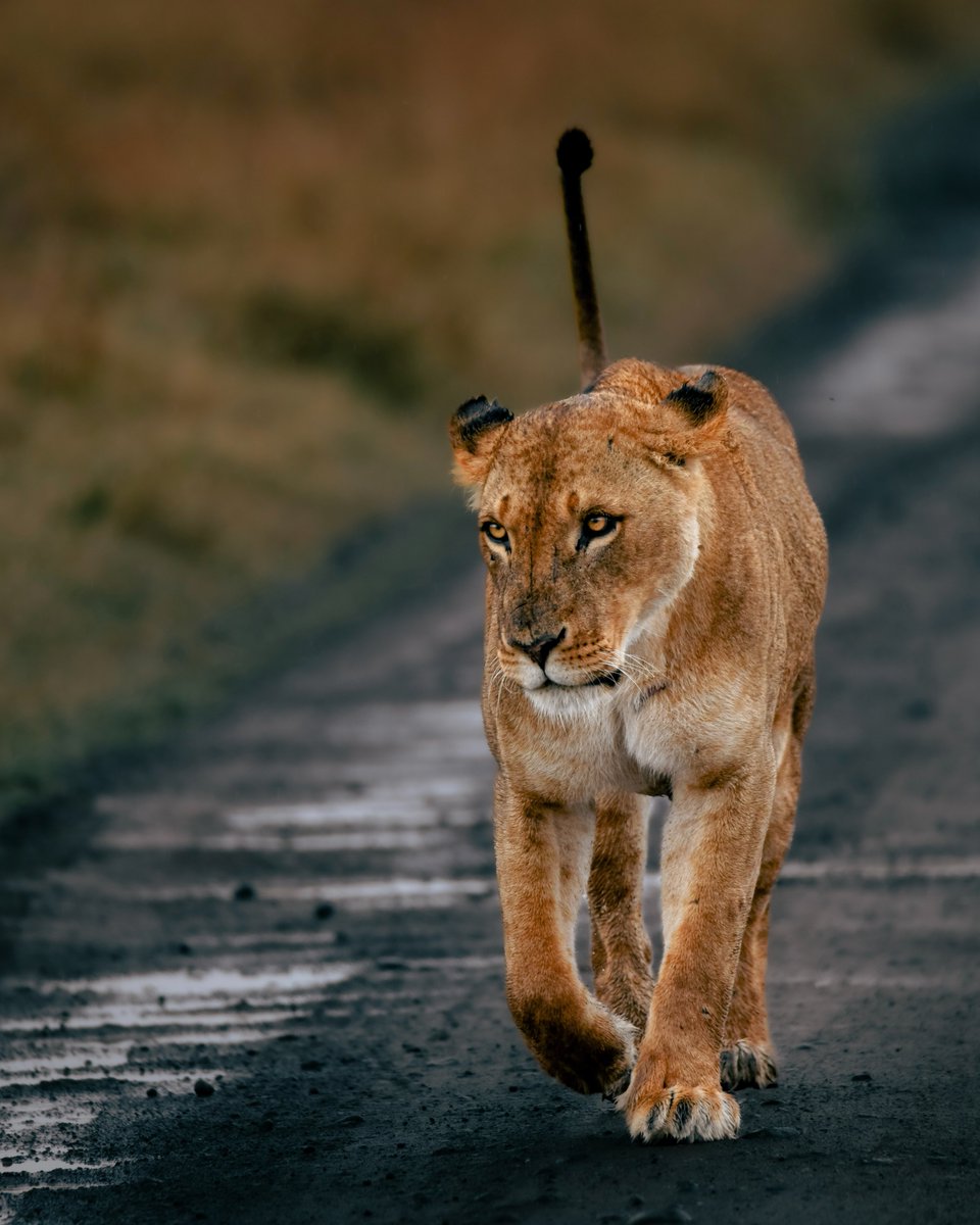 We’re delighted to share that Ol Pejeta has been featured twice in The Timeslist of 17 of the best safaris in Kenya — recognising both Tambarare Camp and Asilia Ol Pejeta Bush Camp.

Thread 👇