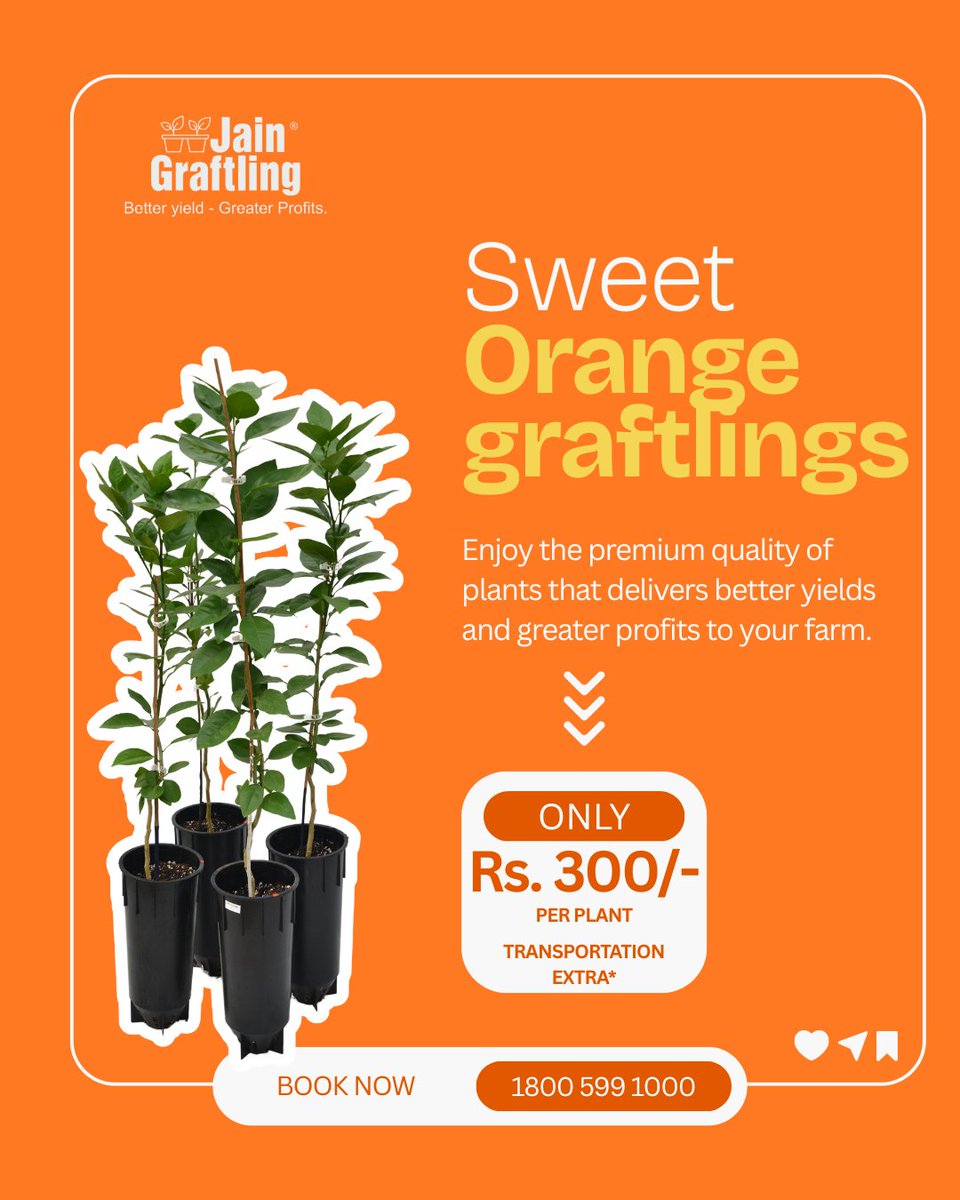 JainTissueCrops's tweet image. 🍊 Plant today because Jain Sweet Orange Graftlings are here to turn your orchard into a juicy paradise! Grown with care and ready to thrive, these little wonders promise bountiful harvests and endless citrusy joy.