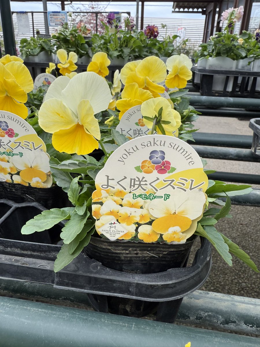 日本のスミレ ツボスミレ | Viola verecunda | かぎけん花図鑑