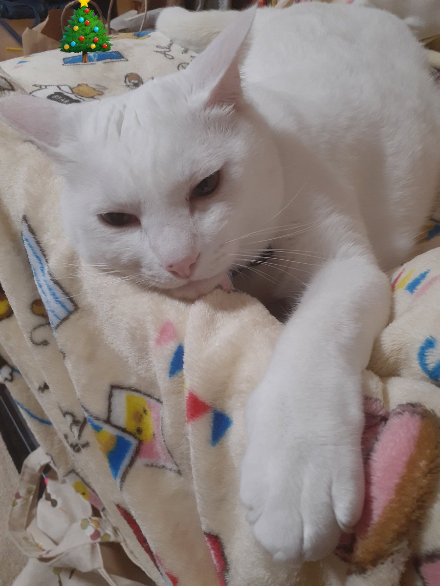 はるるん (@RNPrJ9xfX3PSoaA) / Posts / X