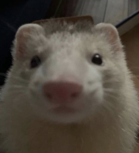 Ferret Every Hour tweet media
