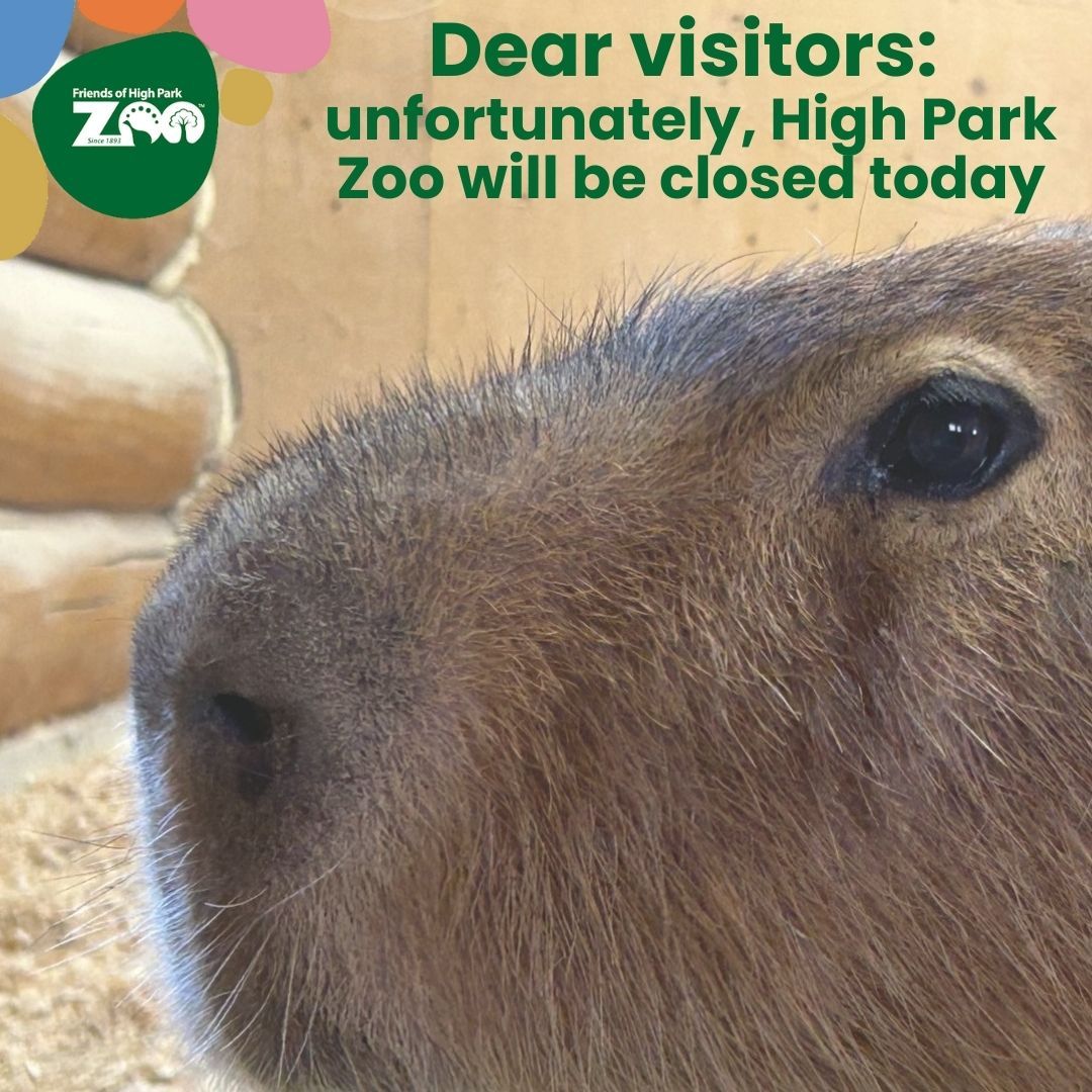 High Park Zoo will be closed this morning (Thursday, November 6). 
It is anticipated that the zoo will reopen by 1pm. 

#HighParkZoo