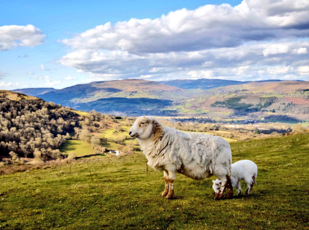 William Powell🔶🏴 tweet media