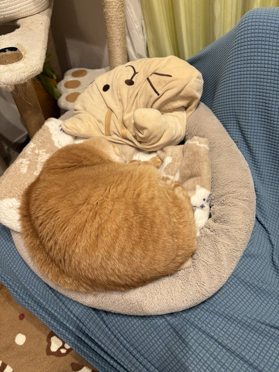 すず様♡ありがとうございます♡ すずつむふう【我が家の可愛い猫's】 (@kagisuzu0531) / Posts / X