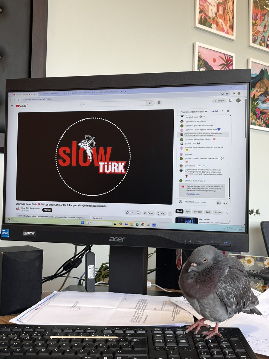 Sevossee's tweet image. Evde güvercin beslıyorum 😍😅