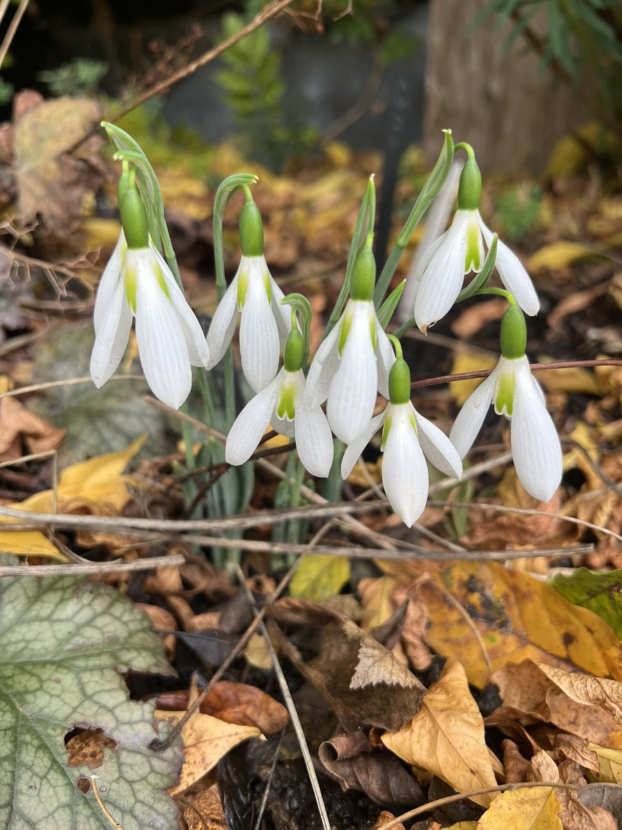 Still so much looking good in the garden but the standouts are the Brugs, the Malus Red Sentinel and Galanthus Peter Gatehouse.