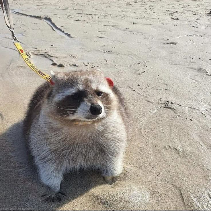 raccoonAuras's tweet image. 