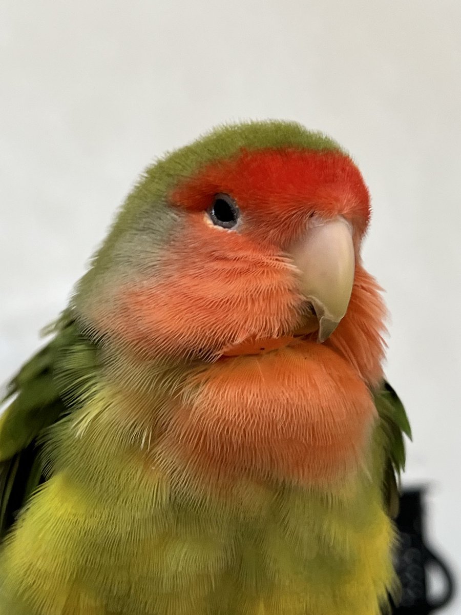 コザクラインコ　リクエストページ コザクラインコ