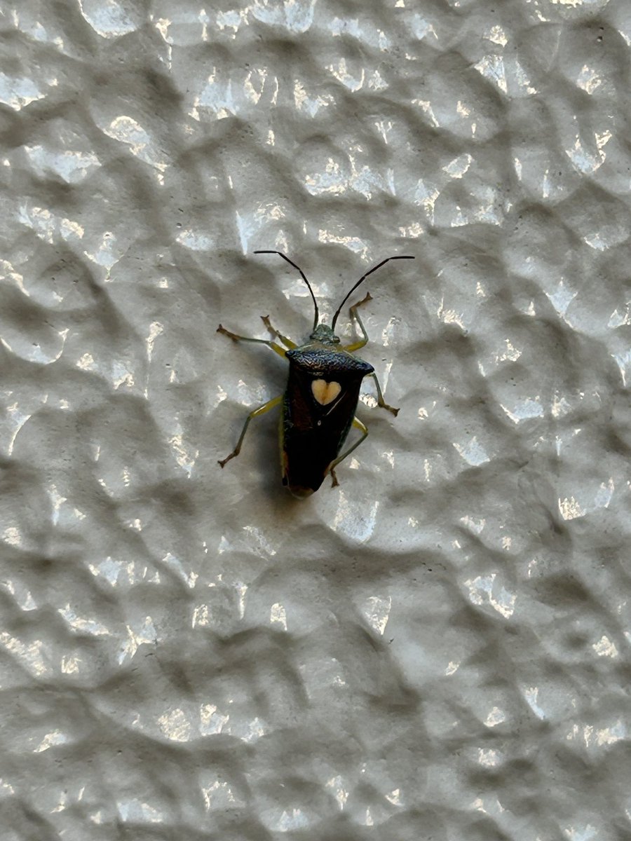 twobytwo_sp's tweet image. 階段にいたカメムシ🪲
背中にハート❤️模様がある🧐