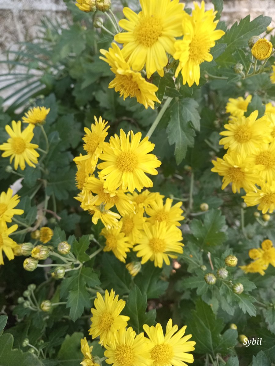Chrysanthemums! 
The sole November blooms I was waiting for. ❤️