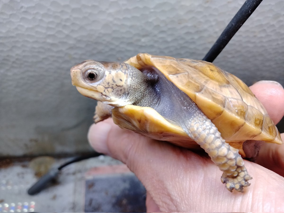 BONZO (@bonzo_n) / Posts / X