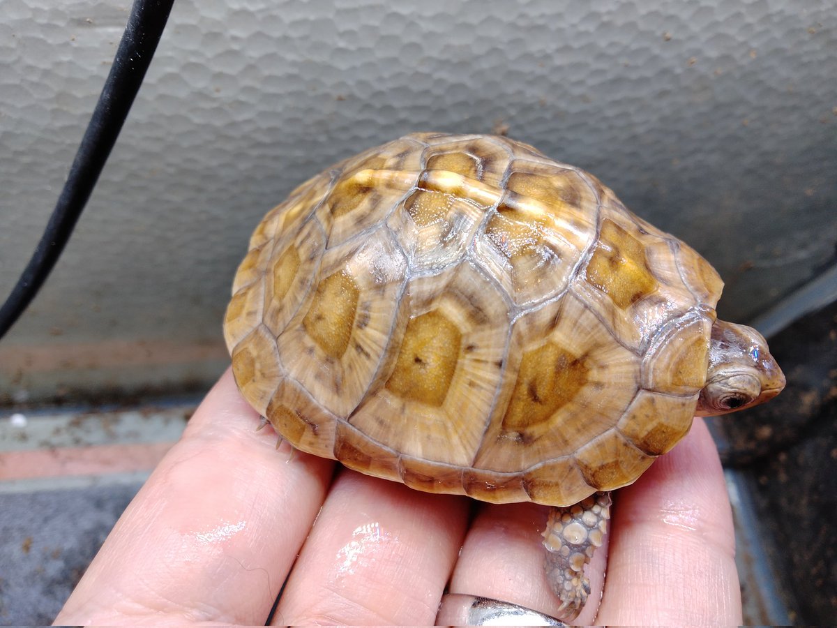 BONZO (@bonzo_n) / Posts / X