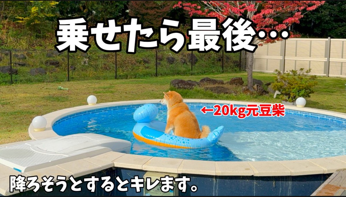 もちごめ兄弟 (@mochigome810) / Posts / X