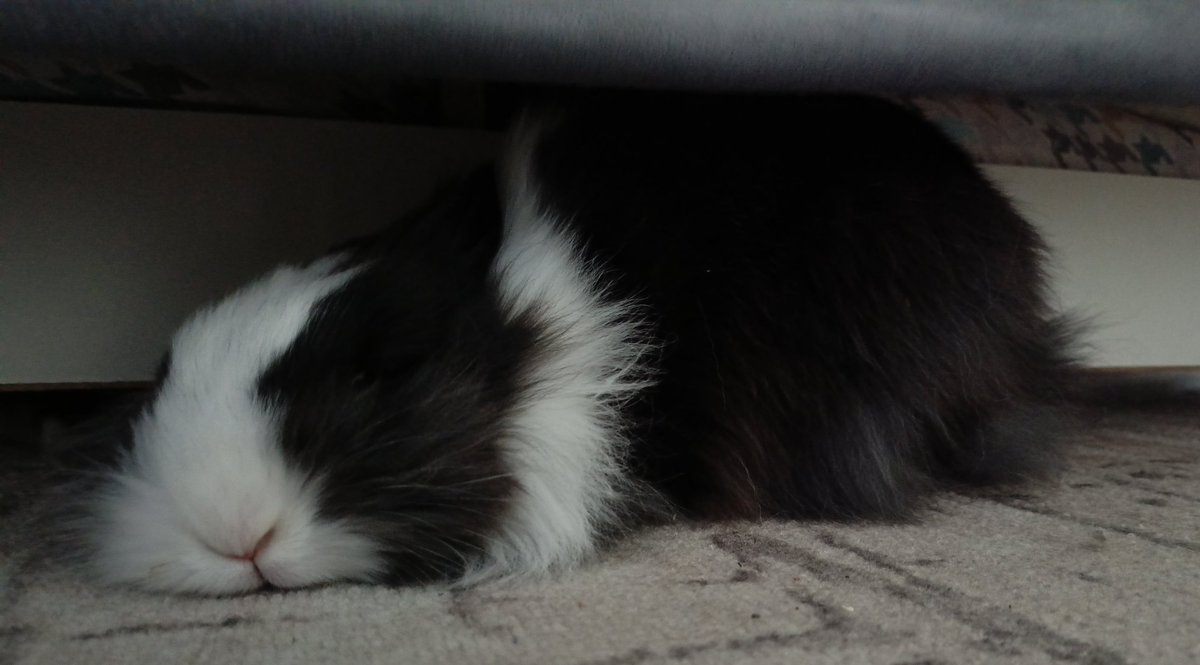 Pekeras_'s tweet photo. @paddyloaf Her name's Kraken and she's free roam :) https://t.co/EsZdDvLbP6