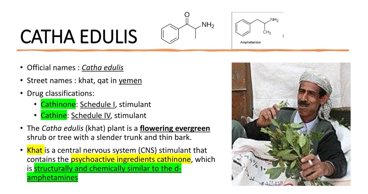 وأنا أراجع في علم العقاقير، العلم اللي يختص بدراسة النباتات الطبية ومكوناتها الفعّالة، شدّني موضوع عن نبتة كثير نسمع عنها باليمن وشرق أفريقيا: القات (Catha edulis).
ومن وقتها قلت لازم أتكلم عنها شوي، لأن كثير يستهينون فيها وكأنها شيء بسيط.

من منظور صيدلاني، القات فعليًا نبتة