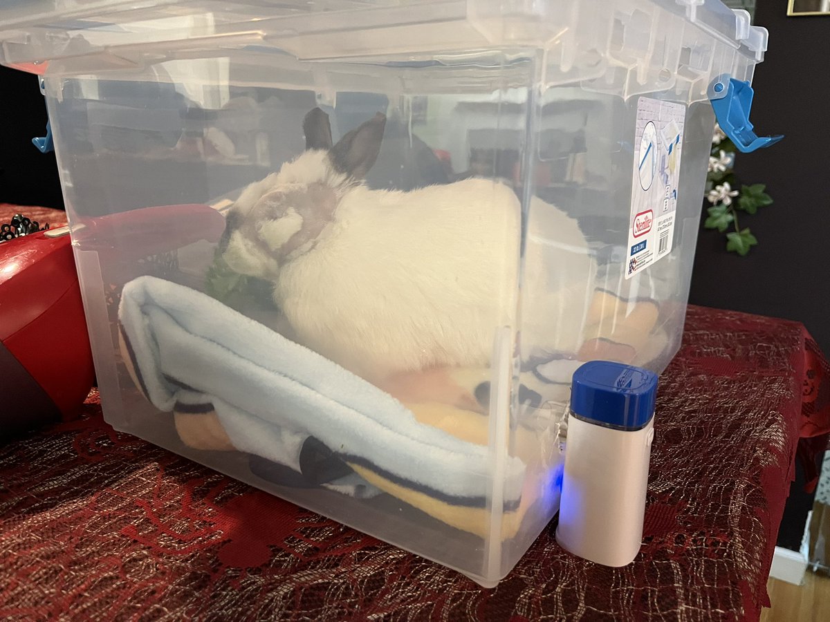 feathersOkapi's tweet image. Nico in nebulizer jail