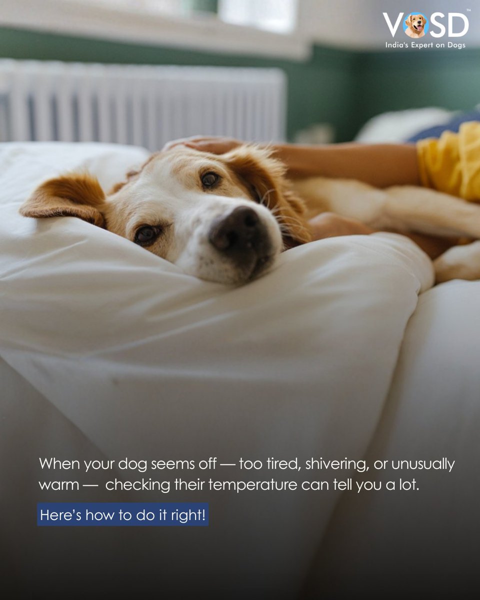 VOSD1's tweet image. If your dog feels warmer or off lately, a quick temperature check can say a lot. 🩺
It’s simple, safe, and helps you act early to keep them healthy and comfortable.

To read more, visit the link: vosd.in/how-should-i-c…

#VOSD #DogHealth #DogCare #IndiasExpertonDogs