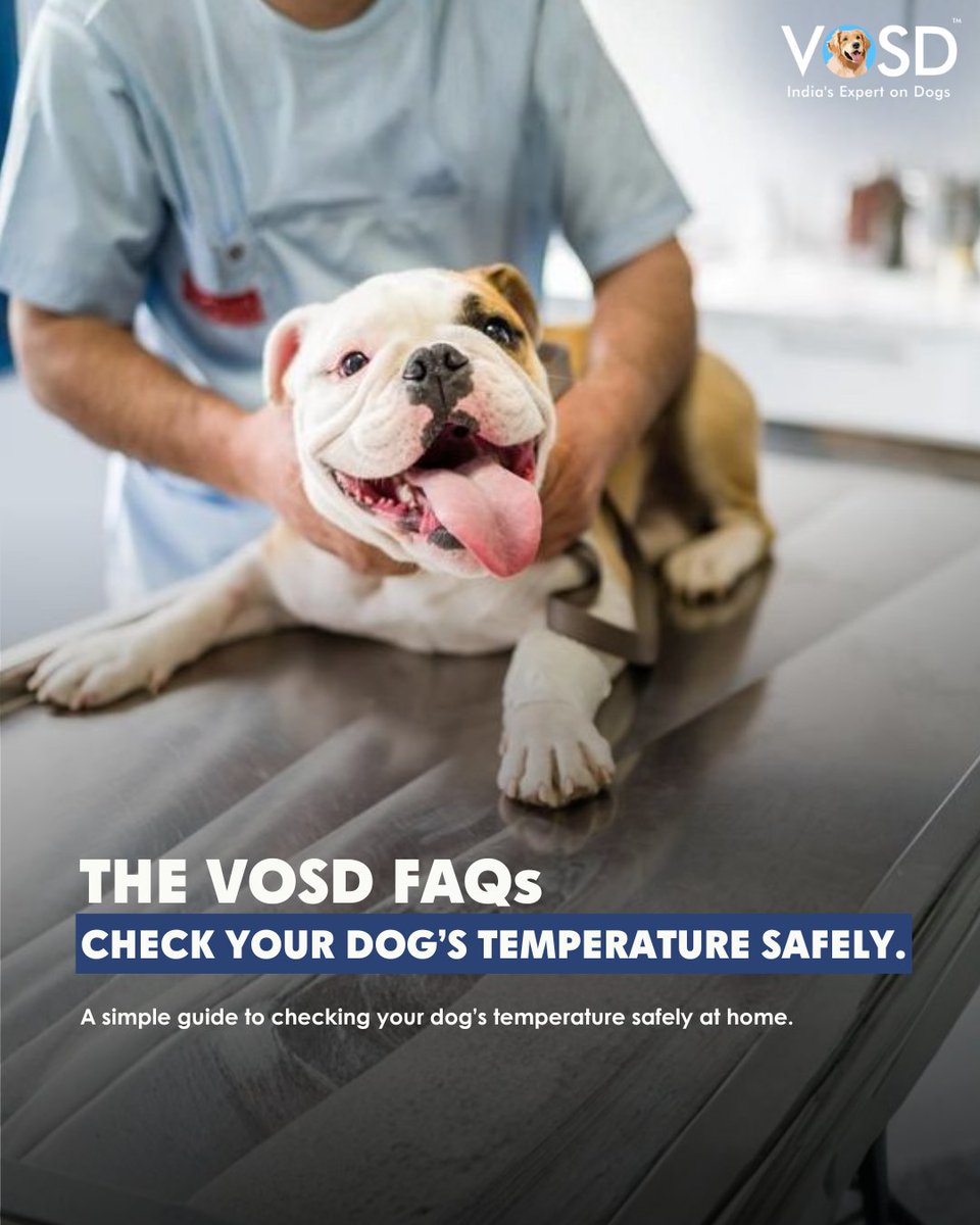VOSD1's tweet image. If your dog feels warmer or off lately, a quick temperature check can say a lot. 🩺
It’s simple, safe, and helps you act early to keep them healthy and comfortable.

To read more, visit the link: vosd.in/how-should-i-c…

#VOSD #DogHealth #DogCare #IndiasExpertonDogs