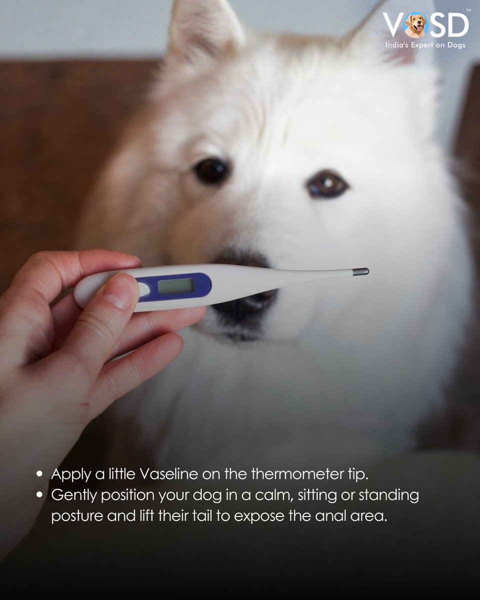 VOSD1's tweet image. If your dog feels warmer or off lately, a quick temperature check can say a lot. 🩺
It’s simple, safe, and helps you act early to keep them healthy and comfortable.

To read more, visit the link: vosd.in/how-should-i-c…

#VOSD #DogHealth #DogCare #IndiasExpertonDogs