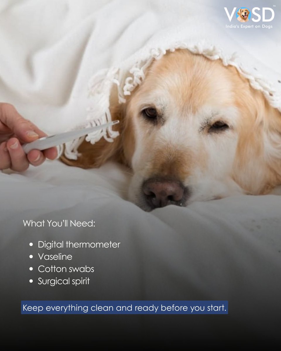 VOSD1's tweet image. If your dog feels warmer or off lately, a quick temperature check can say a lot. 🩺
It’s simple, safe, and helps you act early to keep them healthy and comfortable.

To read more, visit the link: vosd.in/how-should-i-c…

#VOSD #DogHealth #DogCare #IndiasExpertonDogs