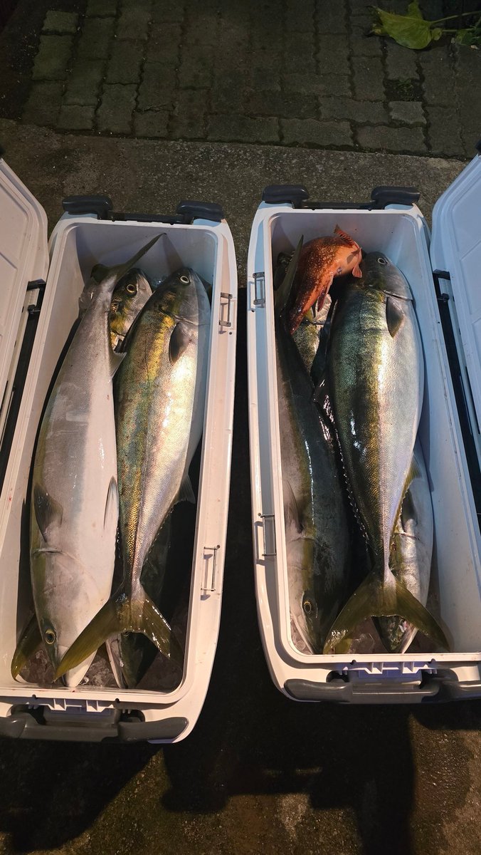 fcnamahage's tweet photo. 寒ブリ始まりました
MAX8.5kgで
９本

150lbぶっちぎりは
きっと１５キロオーバー
フックシステム見直します https://t.co/MmXqpdxZ7r