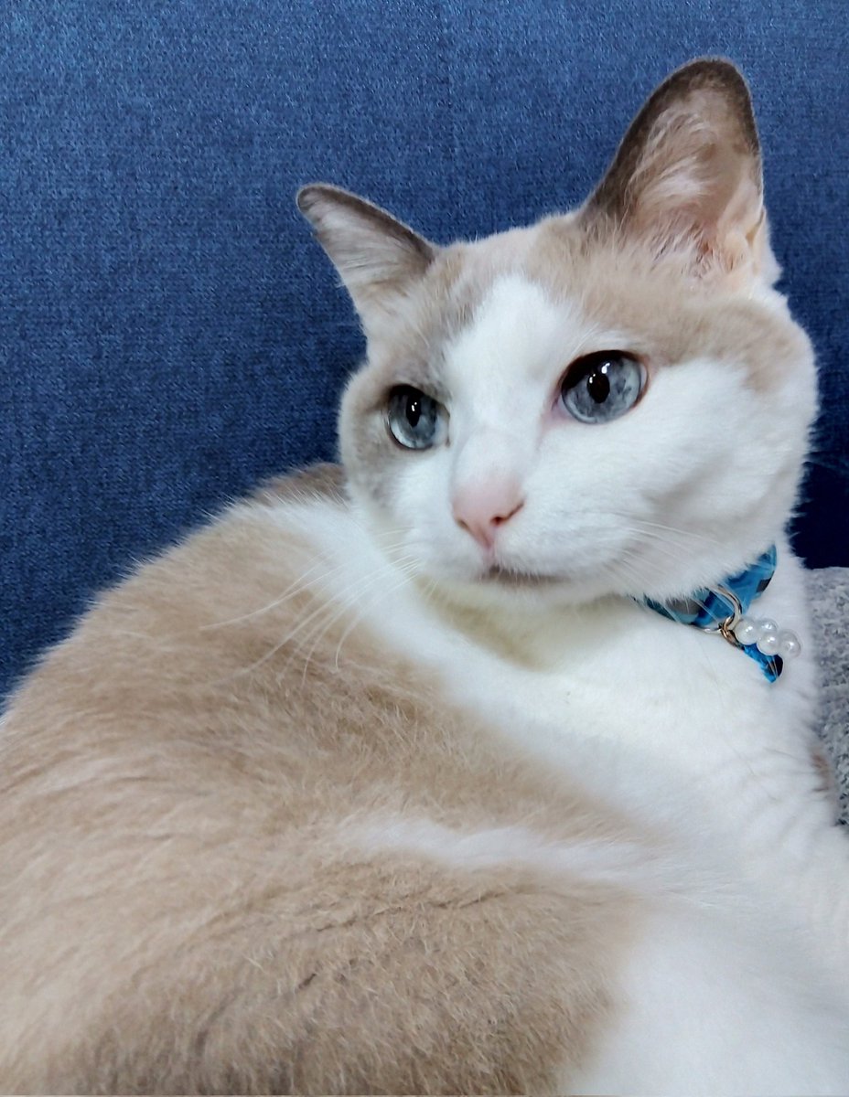 ふっくん (@Fukukun115) / Posts / X ふっくん (@Fukukun115) / Posts / X