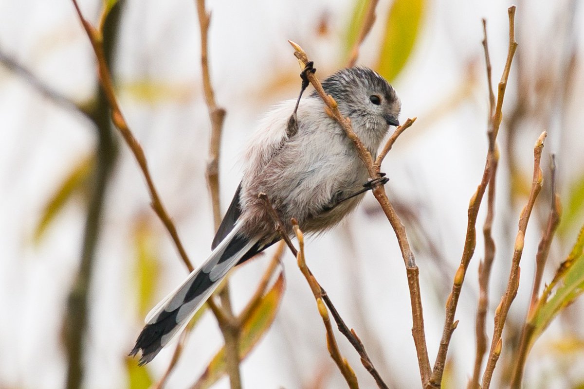 WarranPhoto's tweet photo. Some #longtailed tits at #Lodmoor a few weeks ago. @RSPBDorset https://t.co/twIKbzzy1p