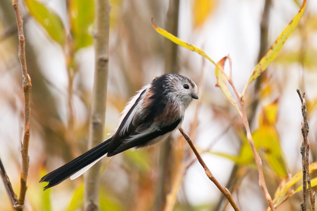 WarranPhoto's tweet photo. Some #longtailed tits at #Lodmoor a few weeks ago. @RSPBDorset https://t.co/twIKbzzy1p