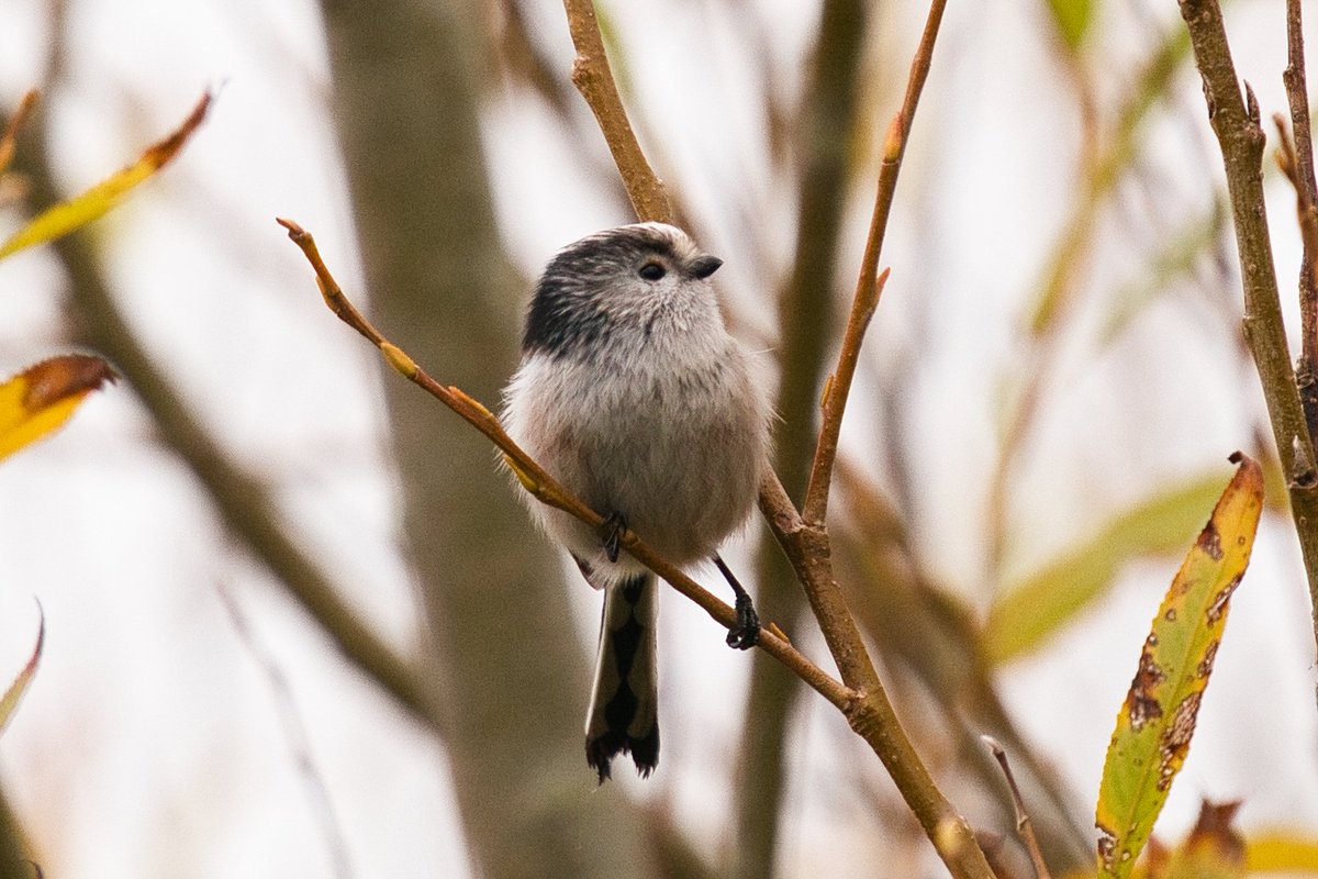 WarranPhoto's tweet photo. Some #longtailed tits at #Lodmoor a few weeks ago. @RSPBDorset https://t.co/twIKbzzy1p