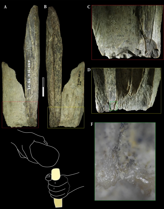 robertosaezm's tweet photo. Herramienta neandertal hecha de hueso de león (Panthera spelaea), cueva Scladina (Bélgica). Doble uso: raspado/procesamiento y retocador.
Earliest evidence of Neanderthal multifunctional bone tool production from cave lion (Panthera spelaea) remains https://t.co/9SZgf29KXK https://t.co/3KrmUMwh7c