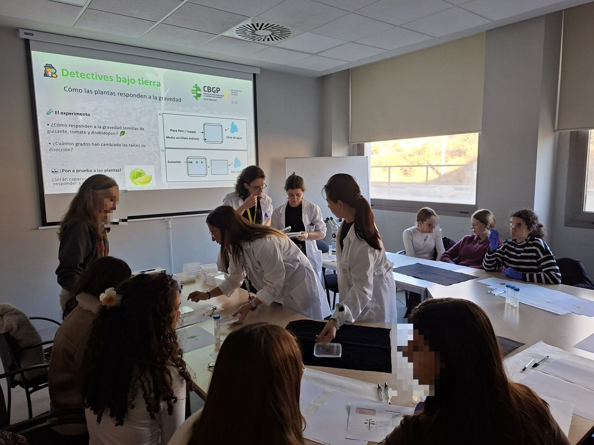 lab129_jm's tweet photo. 💡🌱Amazing time at Science Week with our workshop “𝐔𝐧𝐝𝐞𝐫𝐠𝐫𝐨𝐮𝐧𝐝 𝐃𝐞𝐭𝐞𝐜𝐭𝐢𝐯𝐞𝐬: 𝐇𝐨𝐰 𝐑𝐨𝐨𝐭𝐬 𝐓𝐫𝐚𝐜𝐤 𝐍𝐮𝐭𝐫𝐢𝐞𝐧𝐭𝐬 𝐚𝐧𝐝 𝐖𝐚𝐭𝐞𝐫”

We explored how roots sense and adapt to find what they need. 

Thanks to all participants and our great team! 🌿💧 https://t.co/CB3sqBPxI4