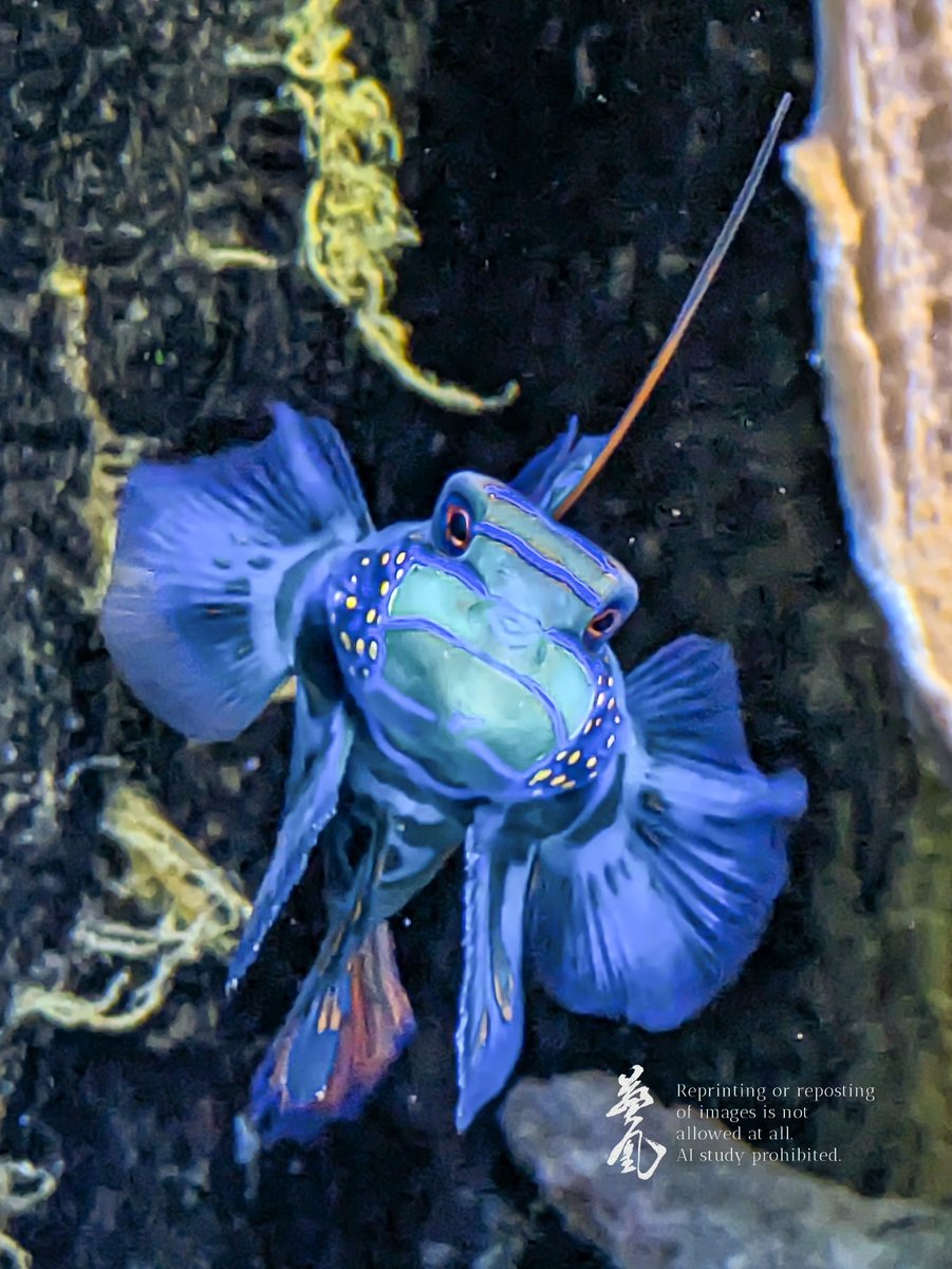 みみ 水彩画 ブーゲンビリアと青い鳥 値段は600円です