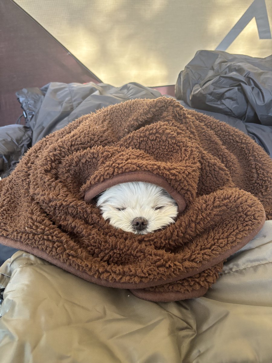 もじゅ tweet media